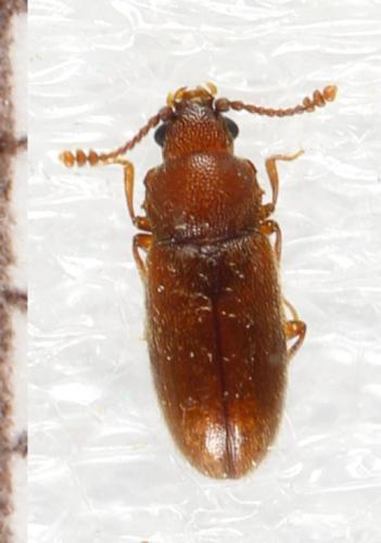 Cryptophagus sp.